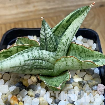 SH34669 Sansevieria ‘Green Label’