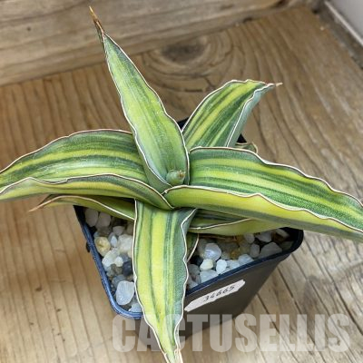 SH34665 Sansevieria ‘Kismaayo’ f. variegata