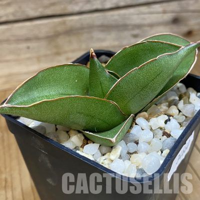 SH34660 Sansevieria ‘Bilbao’