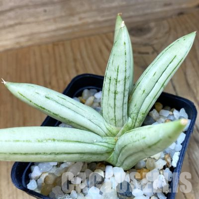 SH34657 Sansevieria ‘Ice man’