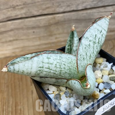 SH34656 Sansevieria 'Great Wall'