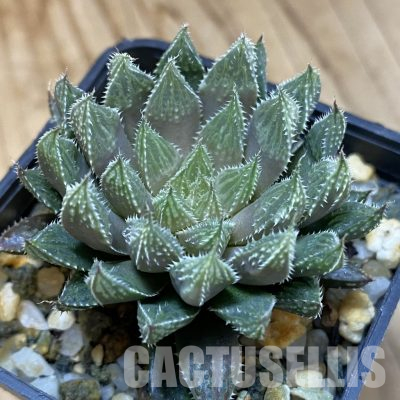 SH36321 Haworthia cooperi hybrid