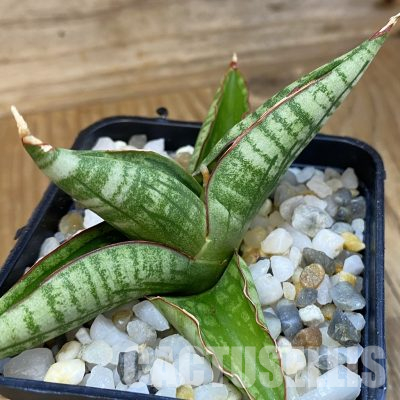 SH34655 Sansevieria ‘Diablo’