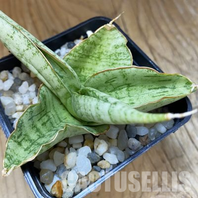 SH34653 Sansevieria ‘White Rhino’
