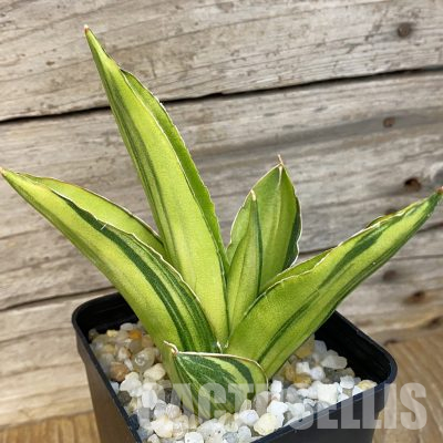 SH34652 Sansevieria 'Andaman' f. variegata