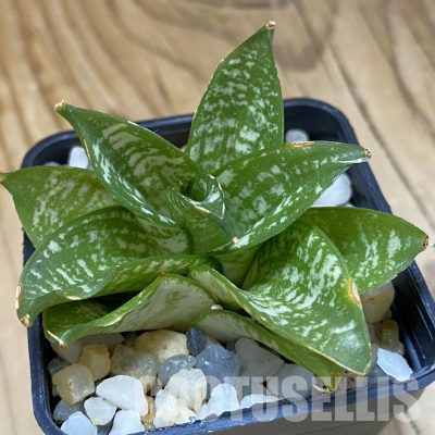 SH34683 Sansevieria 'Ehrendel'