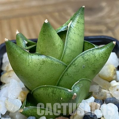 SH34682 Sansevieria ‘Green Ant'