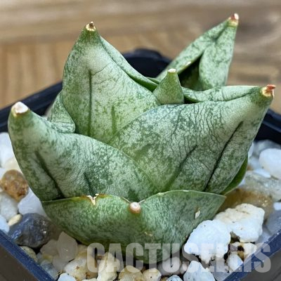 SH34678 Sansevieria ‘Tamu Tami’