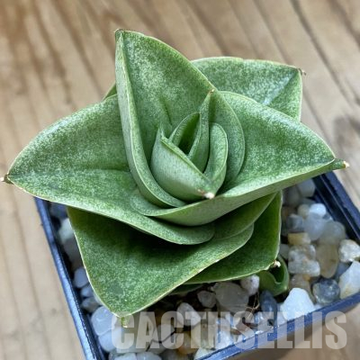 SH34677 Sansevieria ‘Mini Condo’