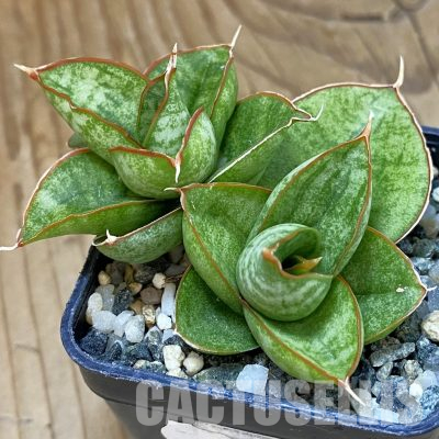 SH22200 Sansevieria ‘Apollo’