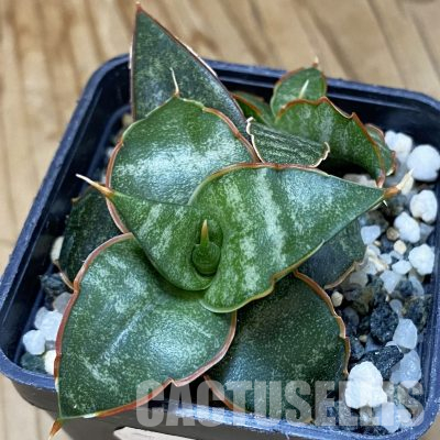 SH21740 Sansevieria ‘Black Diamond’