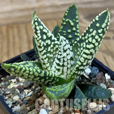 SH36322 Haworthia pumila SH -Japan-