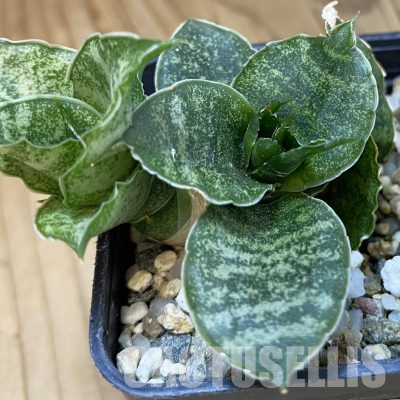 SH21746 Sansevieria ‘Mahanakorn’