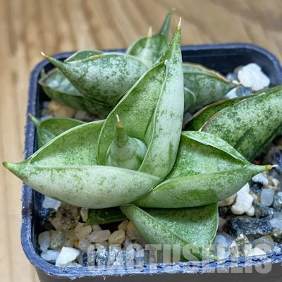 SH21744 Sansevieria ‘Manee’
