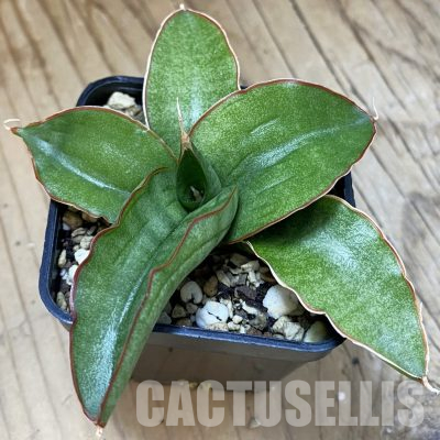 SH20240 Sansevieria ‘Paten’