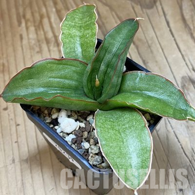 SH20239 Sansevieria ‘Paten’