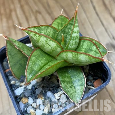 SH20209 Sansevieria 'Apollo'
