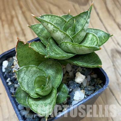 SH16371 Sansevieria 'Pagoda'