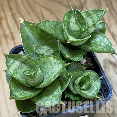 SH13898 Sansevieria 'Pagoda'