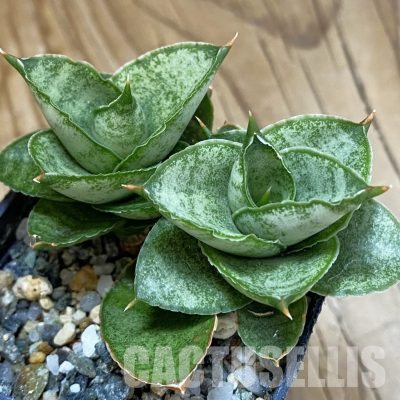 SH16370 Sansevieria 'Pagoda'