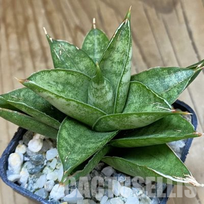 SH13883 Sansevieria 'Pagoda'