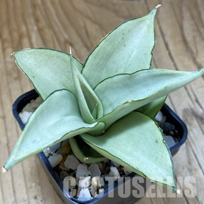 SH34712 Sansevieria ‘Manee Thawee’