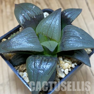 SH36323 Haworthia atrofusca -Japan-