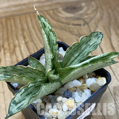 SH34711 Sansevieria ‘Civic'