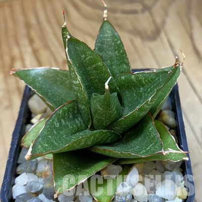 SH34710 Sansevieria ‘Dragon Scale’