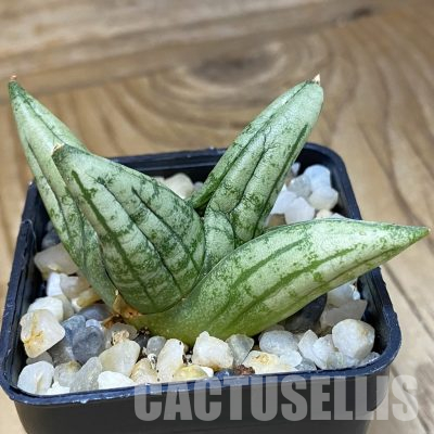 SH34707 Sansevieria 'Little Wing'