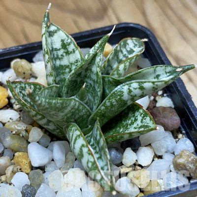 SH34705 Sansevieria hahnii ‘Zebra’