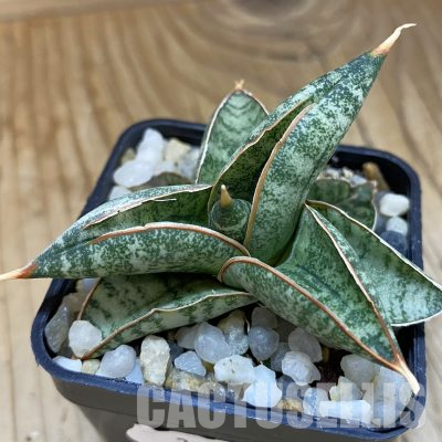 SH34704 Sansevieria ‘Sumo’