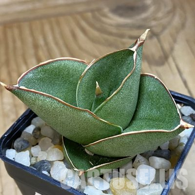 SH34701 Sansevieria ‘Opera House’