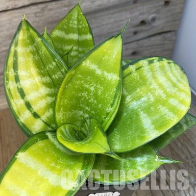 SH14021 Sansevieria hahnii 'Philippine Gold'