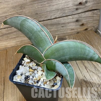 SH34673 Sansevieria ‘Mr blue’