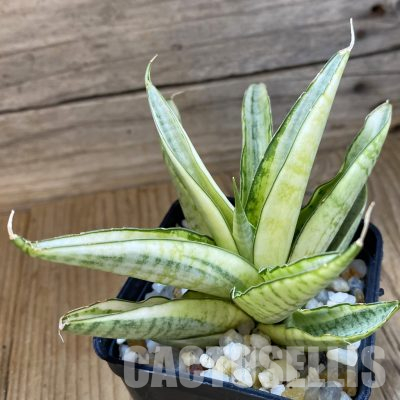 SH34672 Sansevieria ‘Gabriella White’