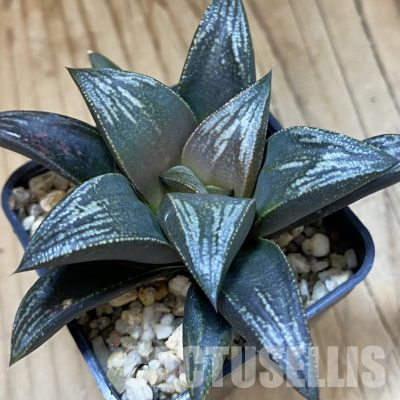 SH36324 Haworthia PP hybrid ex Artisan