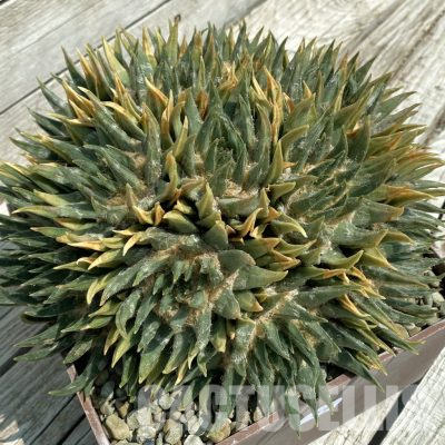 SH36366 Ariocarpus trigonus v. horacekii, 40 years old, own roots