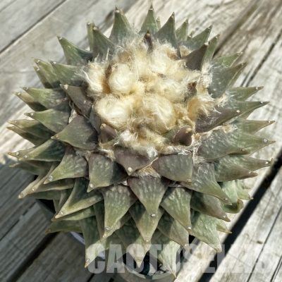 SH36367 Ariocarpus retusus v. furfuraceus -Huizache-, 40 years old, own roots