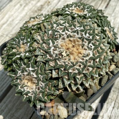 SH36368 Ariocarpus kotschoubeyanus v. elephantidens -Cadereyta-, 40 years old, own roots