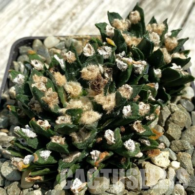 SH36369 Ariocarpus agavoides -40 km near Tula-, 40 years old, own roots