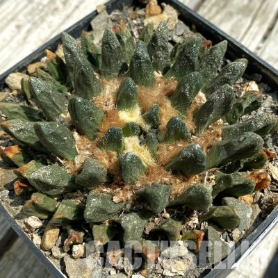 SH36370 Ariocarpus scaphirostris -Rayones, 40 years old, own roots