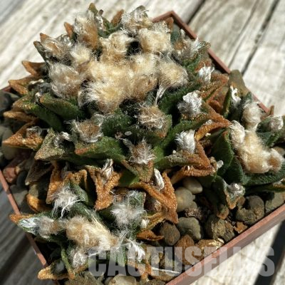 SH36371 Ariocarpus bravoanus -Núñez-, 40 years old, own roots