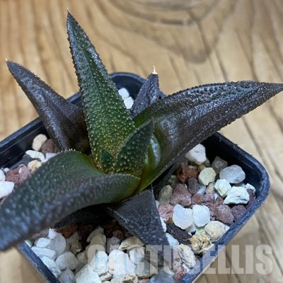 SH36325 Haworthia scabra x koelmaniorum