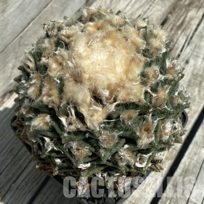 SH36372 Ariocarpus fissuratus -Cuatrocientos-, 40 years old, own roots