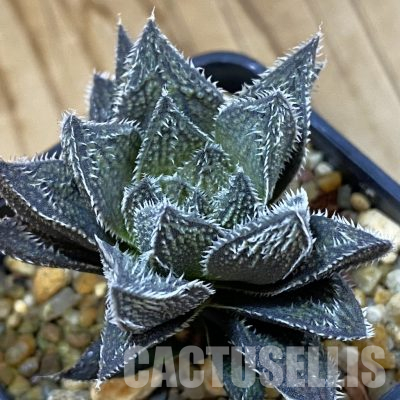SH36326 Haworthia ‘Bunraku’ HKX-3, ex Cactus Nishi