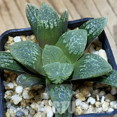 SH36327 Haworthia 'Mavka'