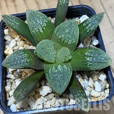 SH36328 Haworthia 'Mavka'