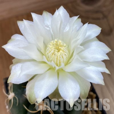 SH33797 Gymnocalycium denudatum