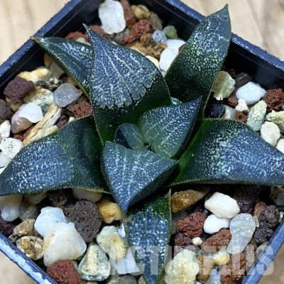 SH36329 Haworthia marxii